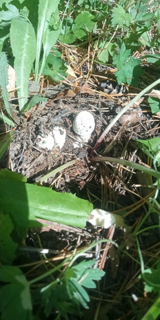 Гриб из рп Маркова, Иркутский р-он, Иркутская обл.