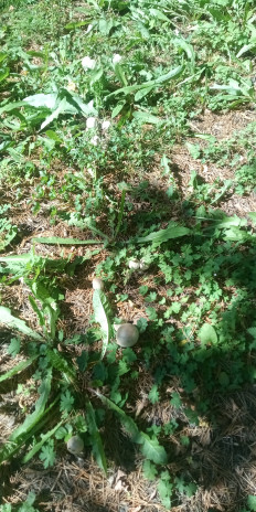 Гриб из рп Маркова, Иркутский р-он, Иркутская обл.