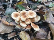 Гриб из Ключи-1,Камчатский край