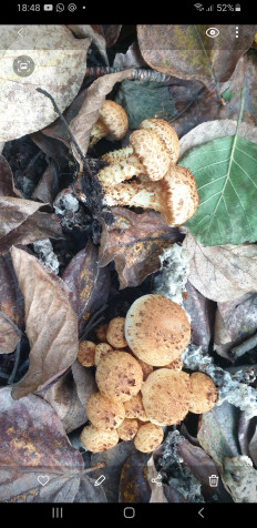 Гриб из Ключи-1,Камчатский край