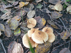 Гриб из Ключи-1,Камчатский край