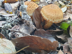 Гриб из Ключи-1,Камчатский край