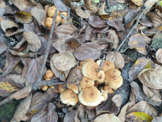 Гриб из Ключи-1,Камчатский край