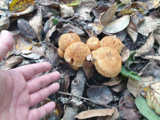 Гриб из Ключи-1,Камчатский край