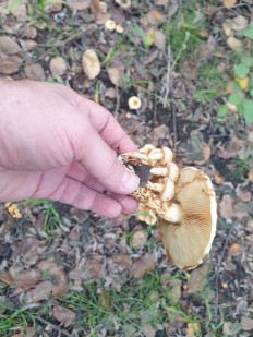 Гриб из Ключи-1,Камчатский край