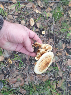 Гриб из Ключи-1,Камчатский край