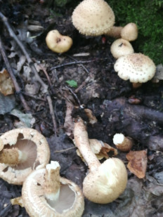 Гриб из Чистополь