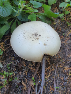 Гриб из Полтава