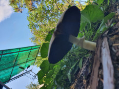 Гриб из Полтава