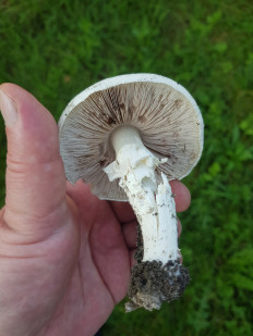 Гриб из Полтава