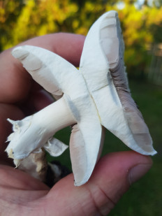 Гриб из Полтава