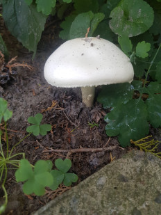 Гриб из Полтава