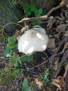 Гриб из Полтава