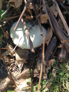 Гриб из Полтава