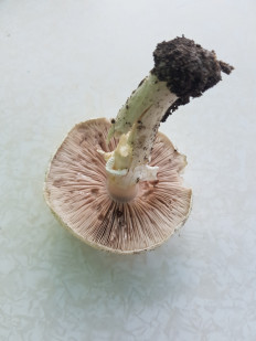 Гриб из Полтава