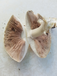 Гриб из Полтава