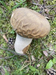 Гриб из Москва