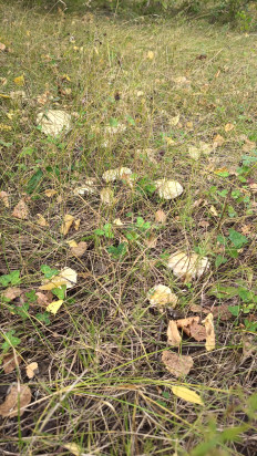 Гриб из Алтайский край