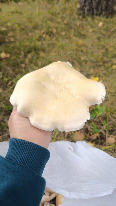 Гриб из Алтайский край