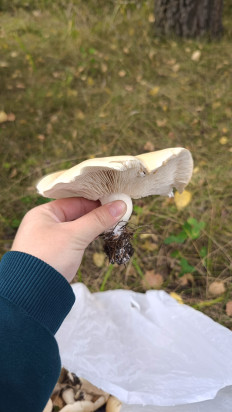 Гриб из Алтайский край