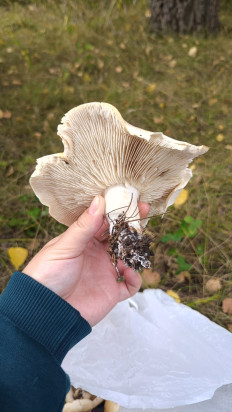 Гриб из Алтайский край