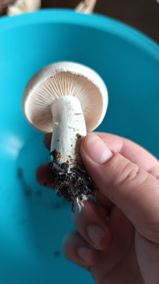 Гриб из Алтайский край