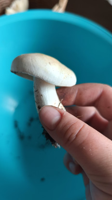 Гриб из Алтайский край