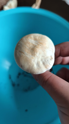 Гриб из Алтайский край