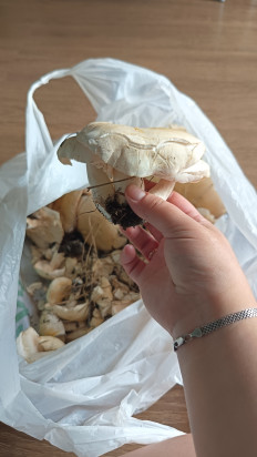 Гриб из Алтайский край