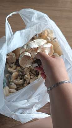 Гриб из Алтайский край