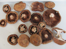 Гриб из г.Лида