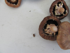 Гриб из г.Лида