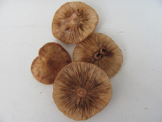 Гриб из г.Лида