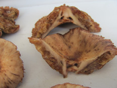 Гриб из г.Лида