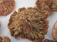 Гриб из г.Лида