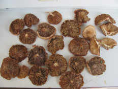 Гриб из г.Лида