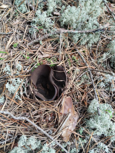 Гриб из Нижний Новгород