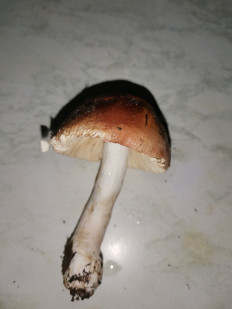 Гриб из Рубцовск