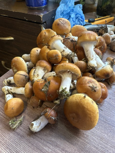 Гриб из Тула, Суворовский район