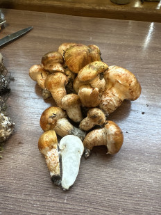 Гриб из Тула, суворовский район