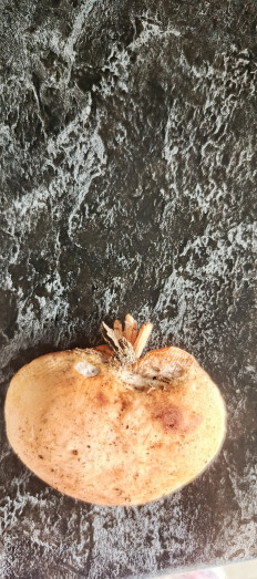 Гриб из Самара