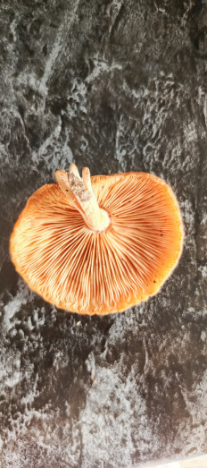 Гриб из Самара