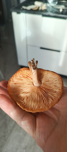 Гриб из Самара