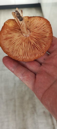 Гриб из Самара