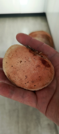 Гриб из Самара