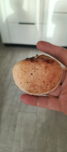 Гриб из Самара