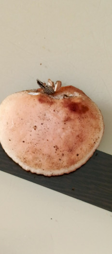 Гриб из Самара