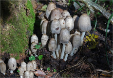 Coprinopsis atramentaria - Навозник серый