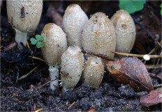 Coprinopsis atramentaria - Навозник серый