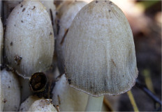 Coprinopsis atramentaria - Навозник серый